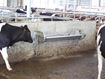 Image sur Abreuvoir basculant INOX